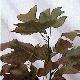 Tulip Tree