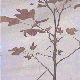 Tulip Tree